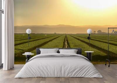 Growing Fields Of California Wall mural