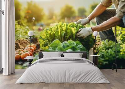 Chef harvesting fresh vegetables on a farm Wall mural