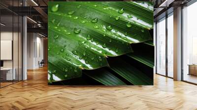 Tropical coconut palm leaf with water droplets. Closeup nature photo of palm leaves background textures after rain, relaxing natural sunlight. Water droplet, droplets, botany jungle Wall mural