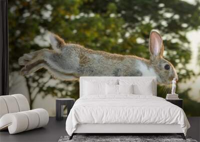 Stunning cute brown-white rabbit leaping jumping hopping in the garden. Wall mural