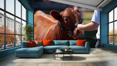 cow being judged Wall mural