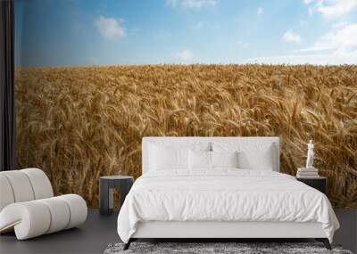 field of wheat Wall mural