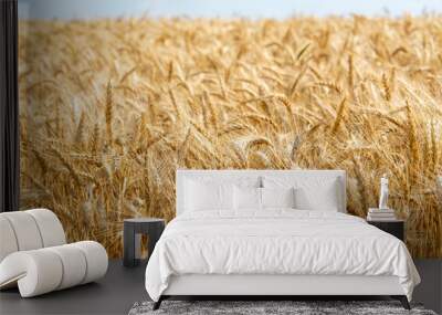 golden wheat field Wall mural