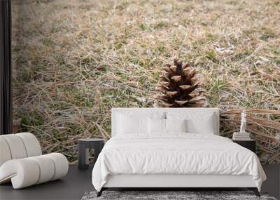 pine cone in grass Wall mural