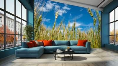 wheat field with blue sky Wall mural