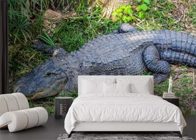 American alligator on the grass Wall mural