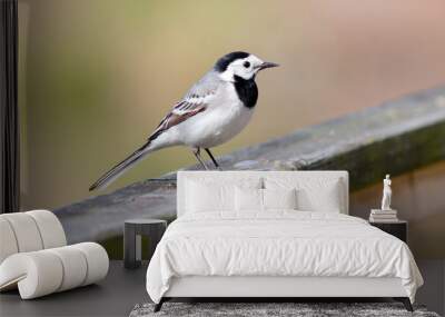 black headed gull Wall mural