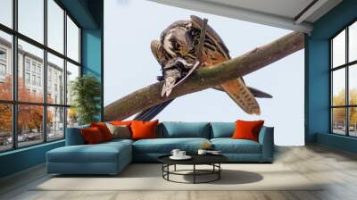 red tailed hawk Wall mural