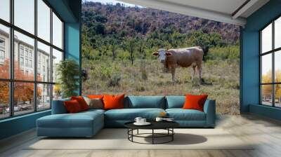 A brown cow in the field posing for the camera. Wall mural