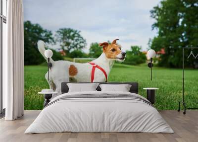 Active dog playing walking at green field, Jack Russell terrier portrait Wall mural