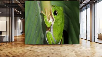 Close up of a wild tree frog at night in Taiwan Wall mural