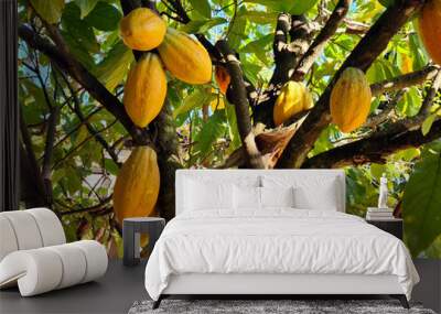 Cocoa fruit hanging on the tree Wall mural