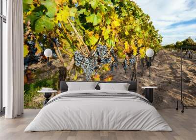 Grape plantation in the state of Mendoza, Argentina Wall mural