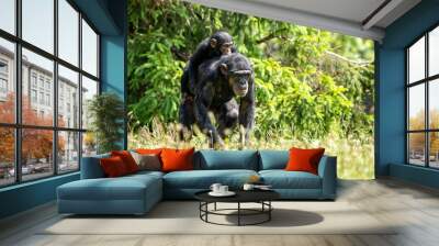 chimpanzee mother and daughter Wall mural