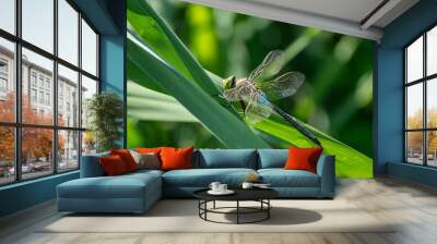 dragonfly on a green leaf Wall mural