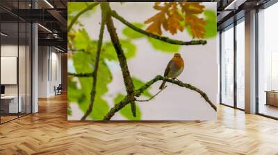 Red robin songbird on a branch in fall with beautifull fall colours, green and orange Wall mural