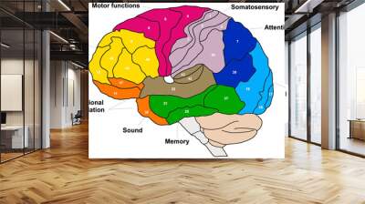 Brain Brodmann area region of the cerebral cortex wit numbers and descriptions on white background Wall mural