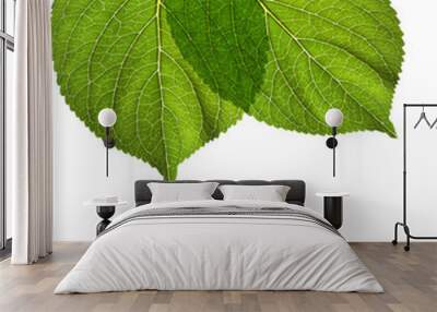 hydrangea homigo leaf Wall mural