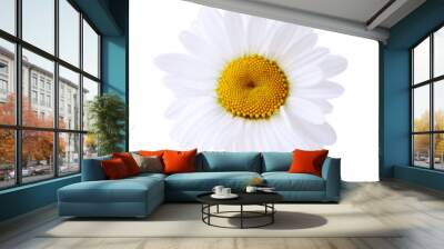 Single Daisy Wall mural