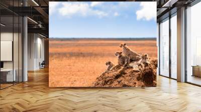 a family of cheetahs looking for pray Wall mural