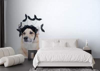 cachorro com fantasia de morcego para Halloween  Wall mural