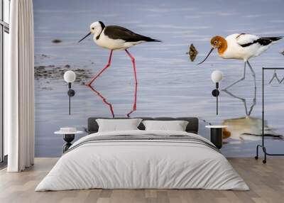 A Pied stilt (Himantopus leucocephalus) and a Red-necked avocet (Recurvirostra novaehollandiae) foraging for food on a shallow lake shore, Esperance Western Australia. Wall mural