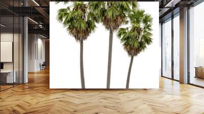 Washington Palm Tree isolated on white background with a high resolution suitable for graphic. with clipping path Wall mural