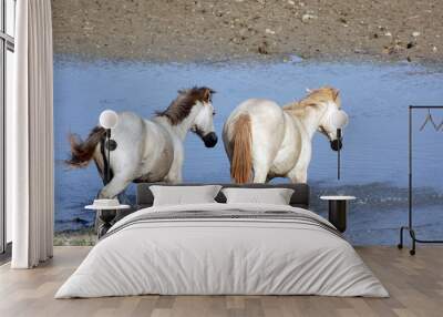 2 HORSES Wall mural