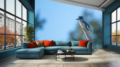 Belted kingfisher. Wall mural