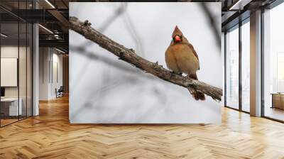 Male northern cardinal. Wall mural