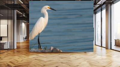 Snowy egret in spring. Wall mural