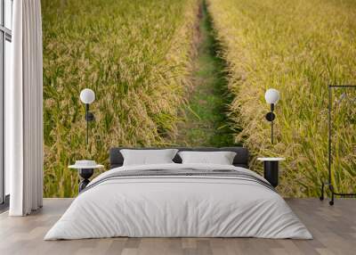 Japanese rice plantation during harvest season in the Niigata prefecture, Japan. Wall mural