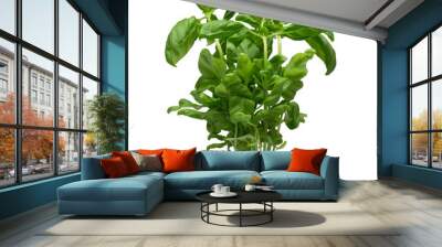 Basil plant growing in plastic pot isolated on white background Wall mural