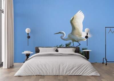 Great Egret on tree against a blue sky with wings spread. Wall mural