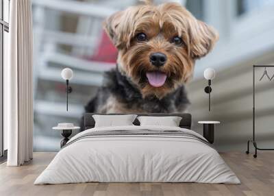 Happy little Yorkshire Terrier puppy tongue out looking at camera  Wall mural