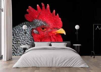 barred rock rooster 2 Wall mural