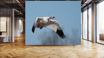 Snow goose (Chen caerulescens) against blue sky, Lancaster, Pennsylvania. Wall mural