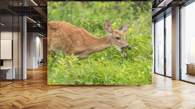 White-tailed Deer ( Odocoileus virginianus) Fawn Eating Grass in Field Wall mural