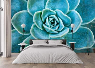 Succulent plant leaves. Wall mural