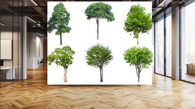 set 6 tree isolated on white Wall mural