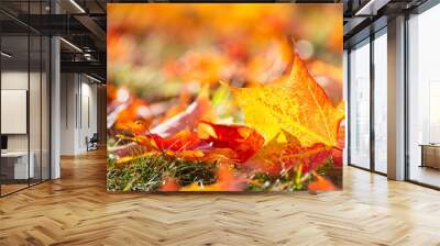 Closeup of bright and colorful autumn maple tree leaves on the ground. Fall nature background with copy space. Wall mural