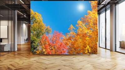 Golden, orange and red autumn foliage tree top leaves against sunny, blue sky. Copy space. Wall mural