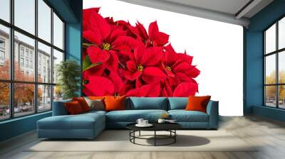 Red poinsettia flower (Euphorbia pulcherrima) isolated on white Wall mural