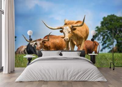 Texas longhorn cattle grazing on spring pasture. Blue sky background with copy space. Wall mural