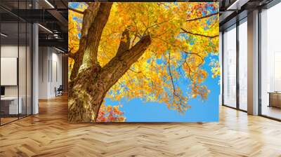 Upward view of a maple tree with bright golden autumn foliage leaves against blue sky  Wall mural