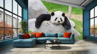 Adorable giant panda bear sleeping on rock Wall mural