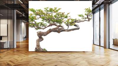 Bonsai pine tree against a white wall Wall mural