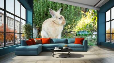 Beige Fluffy Rabbit Wall mural