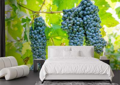 Shot of a Friularo bunch of grapes hanging from the vine plant. This grapes can be used for both red and white wines.  Wall mural