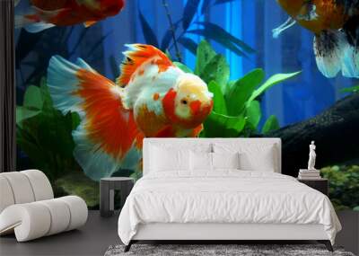 goldfish fish in the aquarium Wall mural